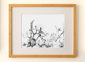 Cotton Field - Fine Art Print