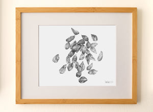 Cotton Seeds - Fine Art Print