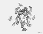 Load image into Gallery viewer, Cotton Seeds - Fine Art Print
