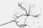 Load image into Gallery viewer, A photograph featuring a pencil drawing of a cotton boll.
